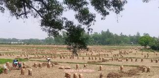 আলুর দাম কম হওয়ায় কৃষক বিপাকে