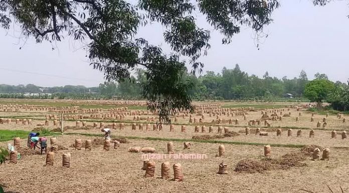 আলুর দাম কম হওয়ায় কৃষক বিপাকে