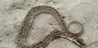 লৌহজংয়ে আবারও ধরা পড়লো বিষধর রাসেল ভাইপার