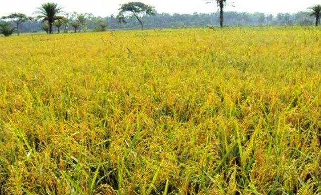 সিরাজদিখানে আমনের বাম্পার ফলন