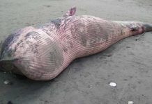 ব্রাইডস হোয়েল