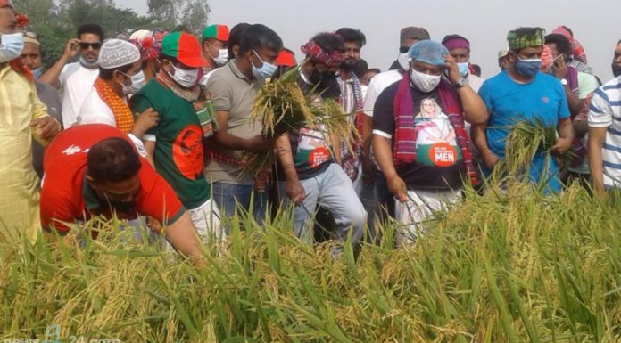 শ্রীনগরে আড়িয়াল বিলে ৬ বিঘা জমির ধান কাটলো স্বেচ্ছাসেবক লীগ