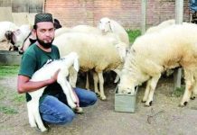 দুম্বার খামারে কোটিপতি হওয়ার সপ্ন!