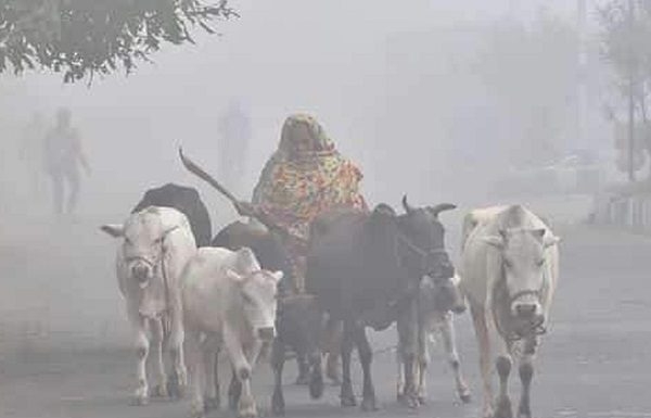শীর্তে কাঁপছে কুড়িগ্রাম