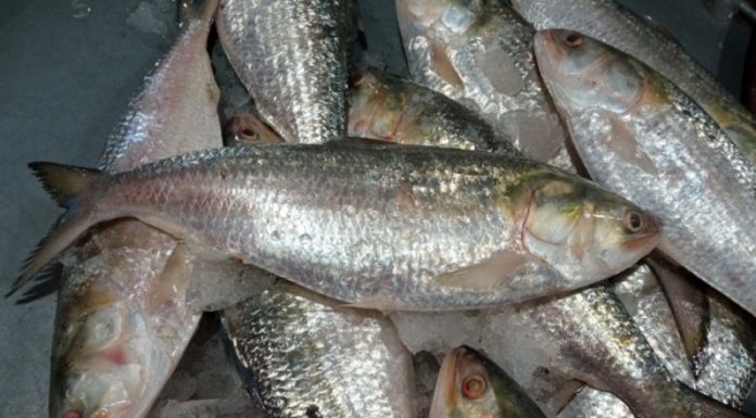 আজ মধ্যরাত থেকে ইলিশ ধরা শুরু