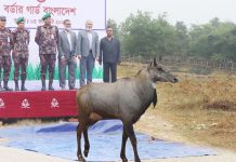 সীমান্তে উদ্ধার নীলগাইয়ের ঠাঁই হলো বঙ্গবন্ধু সাফারি পার্কে