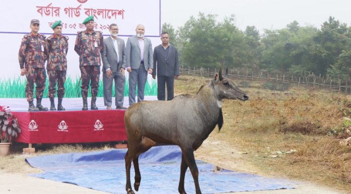 সীমান্তে উদ্ধার নীলগাইয়ের ঠাঁই হলো বঙ্গবন্ধু সাফারি পার্কে
