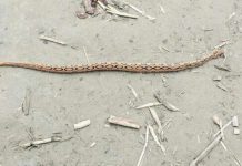 লৌহজংয়ে বিষাক্ত সাপ রাসেল ভাইপার আতঙ্ক