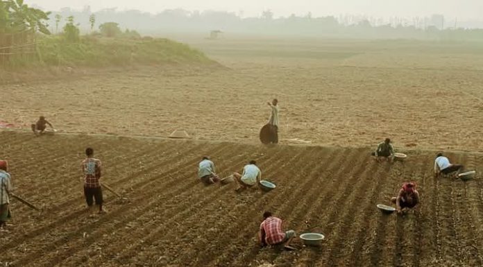আবহাওয়ার খবরে উদ্বিগ্ন বিক্রমপুরের আলু চাষিরা
