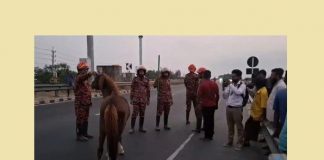 ঢাকা-মাওয়া এক্সপ্রেসওয়েতে হঠাৎ ঘোড়া