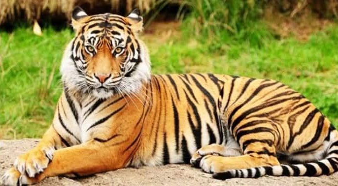 বিশ্ব বাঘ দিবস আজ
