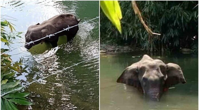 আনারস নয়, বাজি ভরতি নারকেল খেয়েই মৃত্যু কেরালার হাতির!