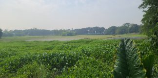 লৌহজংয়ে খাল দখল-ভরাটে ৬ হাজার হেক্টর জমি পানির নিচে, চাষাবাদ ব্যাহত