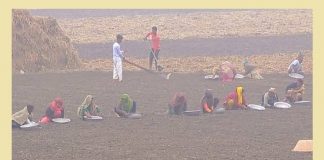 চলছে মুন্সীগঞ্জে আলু চাষাবাদ উৎসব