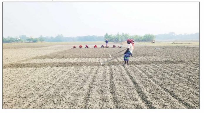 লৌহজংয়ে বীজ আলু রোপণ শুরু চড়া মূল্যে বীজ ও সার বিক্রির অভিযোগ