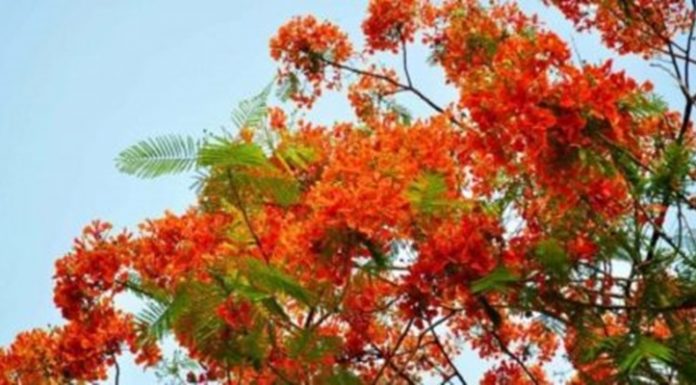 আজ পহেলা ফাল্গুন, ঋতুরাজ বসন্তের প্রথম দিন