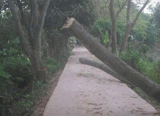 টঙ্গীবাড়িতে সরকারী বড় বড় গাছ কেটে রাস্তা বন্ধ চলে মাদকের ব্যবসা