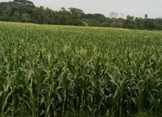 টঙ্গীবাড়িতে দুই মৌসুমেই হচ্ছে ভূট্রা চাষ , ধানের চেয়ে লাভ বেশি