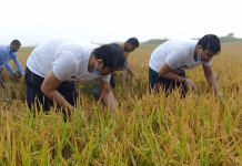 আড়িয়লবিলে বৃষ্টিতে ভিজে ধান কটলো কেন্দ্রীয় ছাত্রলীগ