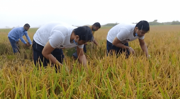 আড়িয়লবিলে বৃষ্টিতে ভিজে ধান কটলো কেন্দ্রীয় ছাত্রলীগ