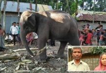 স্ত্রীর স্বপ্নাদেশ পূরণে হাতি কিনেছেন কৃষক দুলাল চন্দ্র রায়