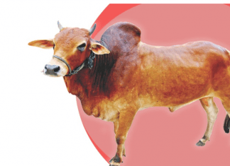 পশুর ডিজিটাল হাট শুরু, তিন মন্ত্রী কিনলেন গরু