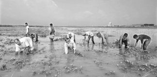 লৌহজংয়ে তলিয়ে গেছে ১৩ একর জমির বাদাম