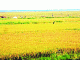 আড়িয়ল বিলের ধান কাটায় অনিশ্চয়তা