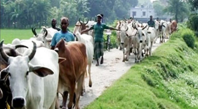 কোরবানির বাড়তি চাহিদা মেটাতে এবার ভারত থেকে আসবে না গরু
