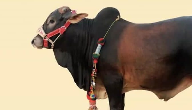 নজরুলের কবিতায় কোরবানি ও ঈদ-উল-আযহা