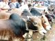 পশু কোরবানি সারাদেশে ১ কোটি ৪১ হাজার