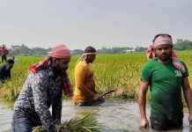 কৃষকের ২৭০ শতাংশ জমির ধান কেটে দিলেন যুবলীগ নেতা মর্তুজা খাঁন