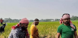 কৃষকের ২৭০ শতাংশ জমির ধান কেটে দিলেন যুবলীগ নেতা মর্তুজা খাঁন