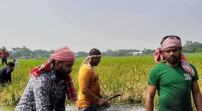 কৃষকের ২৭০ শতাংশ জমির ধান কেটে দিলেন যুবলীগ নেতা মর্তুজা খাঁন