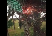 বজ্রপাতে খেজুর গাছে আগুন!