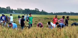 করোনা পরিস্থিতিতে শ্রমিক সংকটে লৌহজংয়ের নুতুন কান্দি গ্রামের কৃষকদের ধান কেটে দিলেন যুবলীগ নেতা মোস্তাক আহম্মেদ নূর নবী