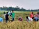 করোনা পরিস্থিতিতে শ্রমিক সংকটে লৌহজংয়ের নুতুন কান্দি গ্রামের কৃষকদের ধান কেটে দিলেন যুবলীগ নেতা মোস্তাক আহম্মেদ নূর নবী