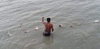 ৫০বছরের রেকর্ড লৌহজংয়ে পদ্মায় ধরা পড়ছে ঝাকেঝাকে পাঙাশ