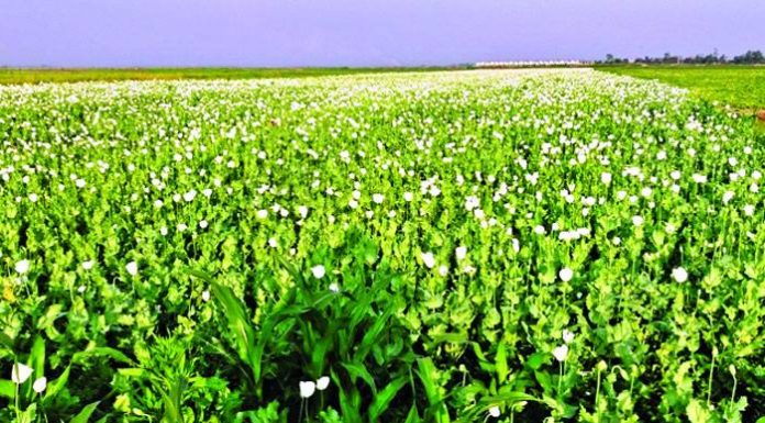 পপি চাষে জড়িত তিন ইউপি সদস্য- ভ্রাম্যমাণ আদালতের অভিযান