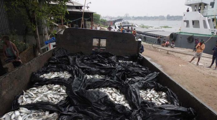 মুন্সীগঞ্জে ৩ হাজার কেজি জাটকা জব্দ,৮ জনকে অর্থদন্ড