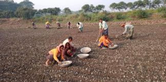 লৌহজংএ দেরিতে আলুর বীজ বপন শুরু; খাল ভরাট, বর্ষার পানি সঠিক সময় জমি থেকে নামতে না পাড়া